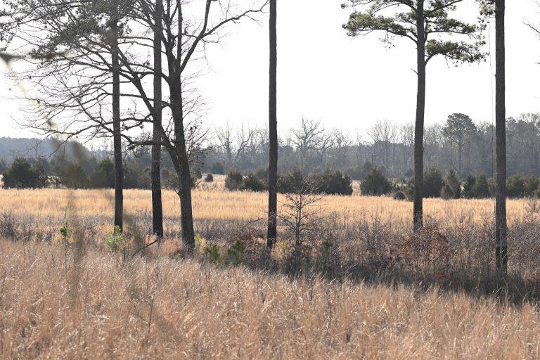 Quail habitat on the Nanticoke River WMA Photo by Rachael Pacella, Maryland DNR. 