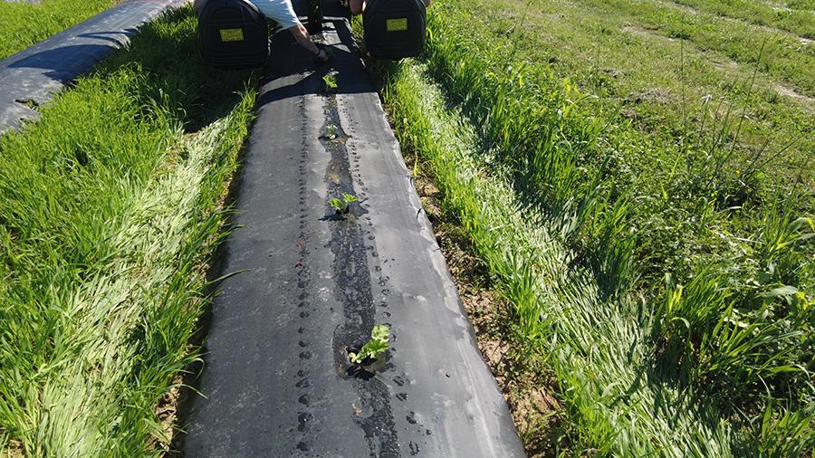 Young watermelon seedlings planted in a row on a black plastic mulch bed in a field, with oat cover crop growing on either side.