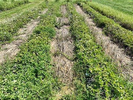 Rows of leafy green plants growing in a field, with rows of dry, brown material between them.