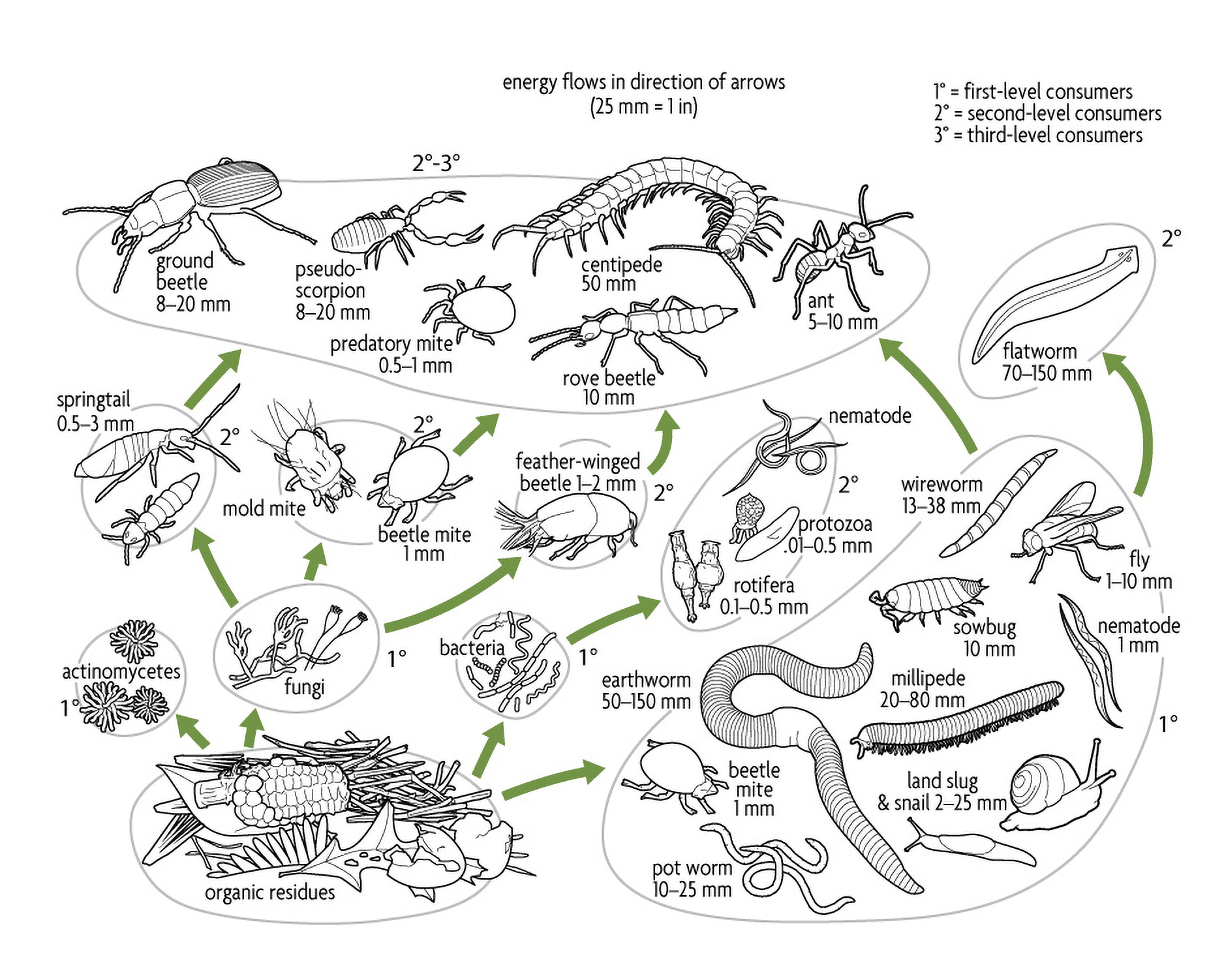  Diagram showing a soil food web with various organisms. Organic residues at the base, feeding bacteria and fungi. Arrows depict energy flow to consumers like beetles, ants, and nematodes. Organisms are labeled with sizes.