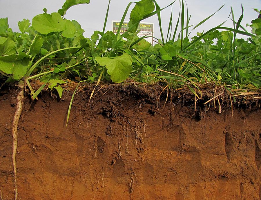  Cross-section of soil with dense, green leafy plants and roots extending into the rich brown earth, reflecting healthy vegetation and soil vitality.