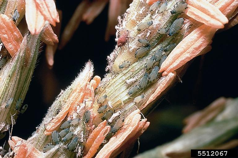 Corn leaf aphids (small blue green species) in ear of corn.