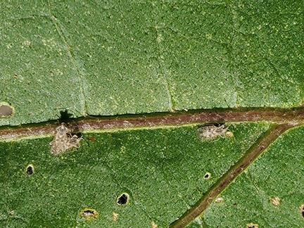 Lacewing bugs on eggplant leaf.