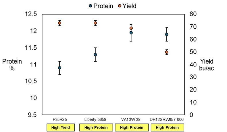 A graph on the Average yield and grain protein of four varieties of soft red winter wheat over three years and two locations in Maryland. The first commercially available variety is generally marketed as high yielding and the other three varieties were selected for high reported protein and purchased from Virginia Crop Improvement Association.