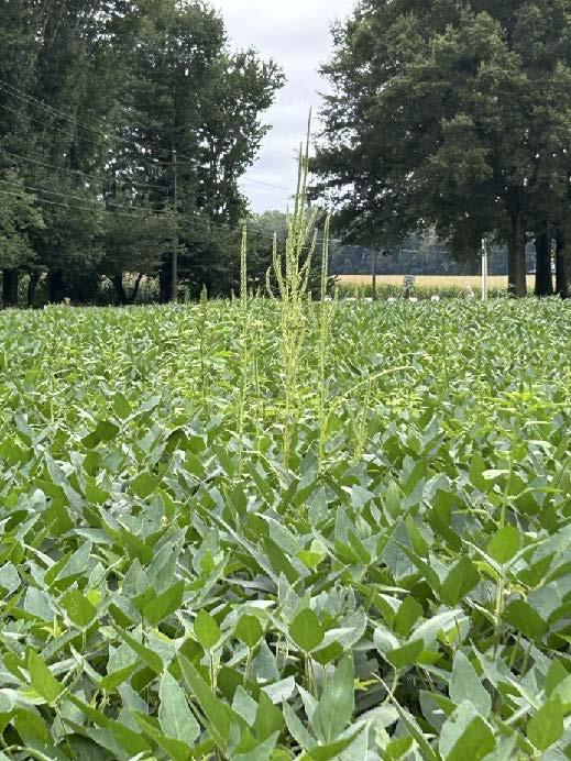 Palmer amaranth flowers