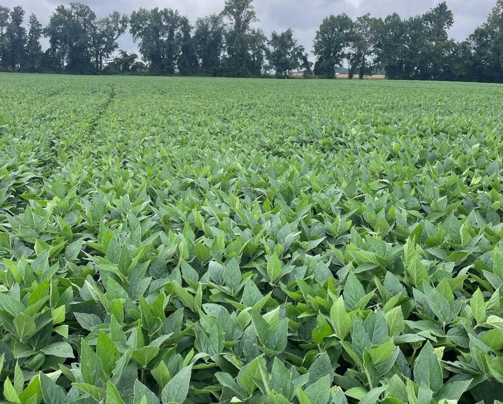 Soybean field