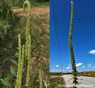 Male Palmer amaranth flower spikes (left) are soft compared to female flower spikes, which contain sharp bracts (right).