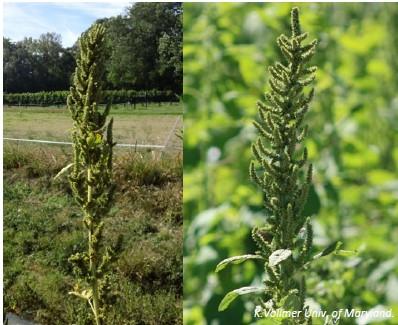 Flower spikes of redroot pigweed (left) tend to be short and stubby, compared to smooth pigweed (right).