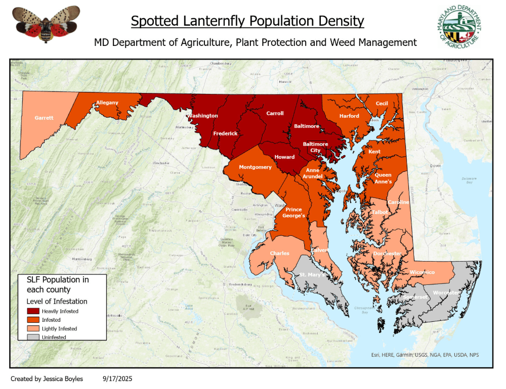 Maryland map showing variation in spotted lanternfly population density.