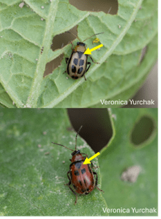 Bean leaf beetle adults