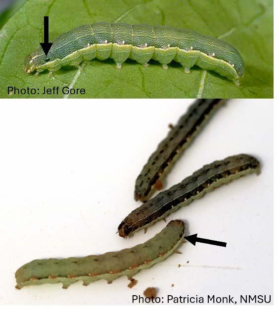 Beet armyworm larve
