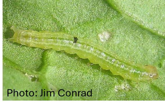Beet webworm caterpillar.