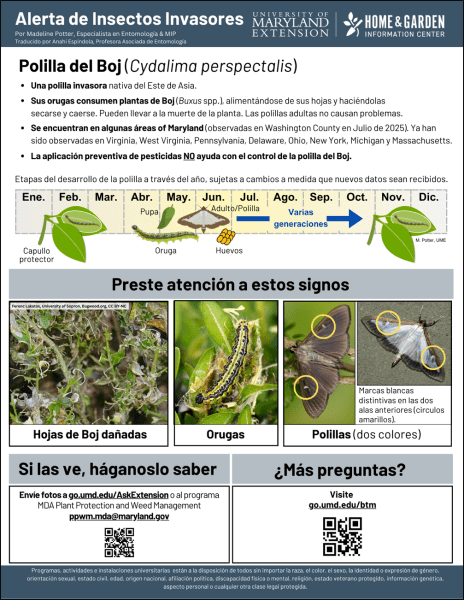 Box tree moth handout in Spanish