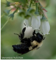Bumblebee pollinating blueberry flowers