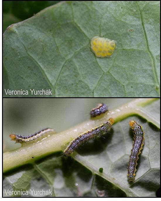 Cross-striped cabbageworms on brassica leaf.
