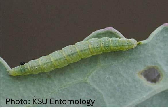 Diamondback moth caterpillar on brassica leaf