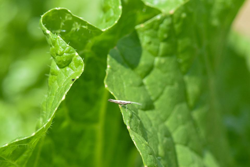 Diamondback moth on cole crop leaf. 