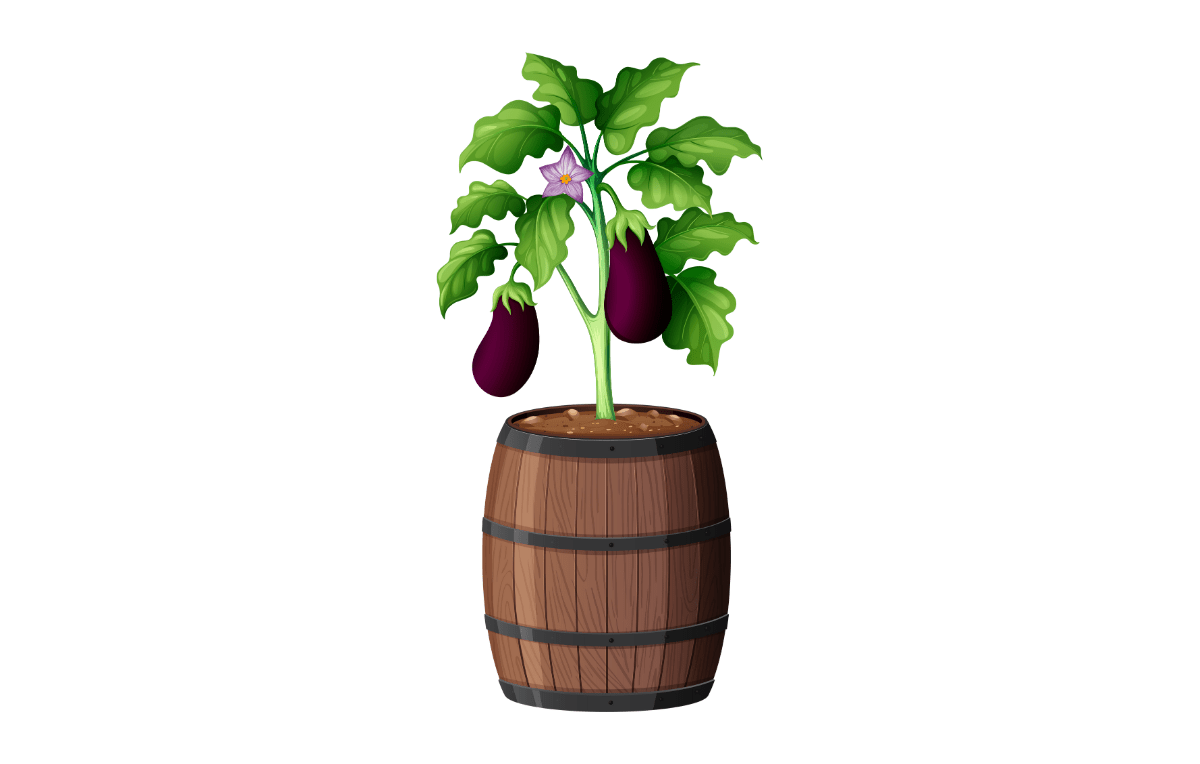 Eggplant growing in a barrel container.