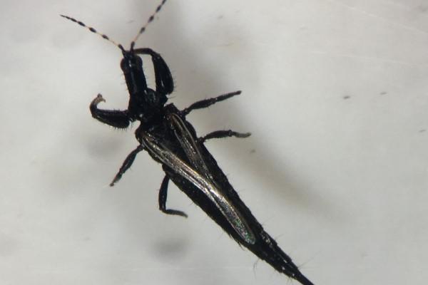 Single adult Cuban laurel thrips, magnified.
