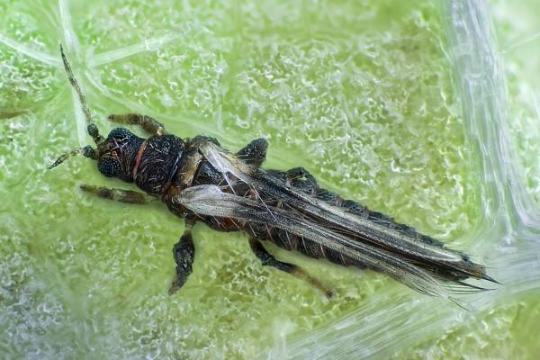 Single adult impatiens thrips, magnified.