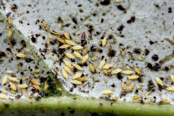 Large group of greenhouse thrips, nymphs and adult.