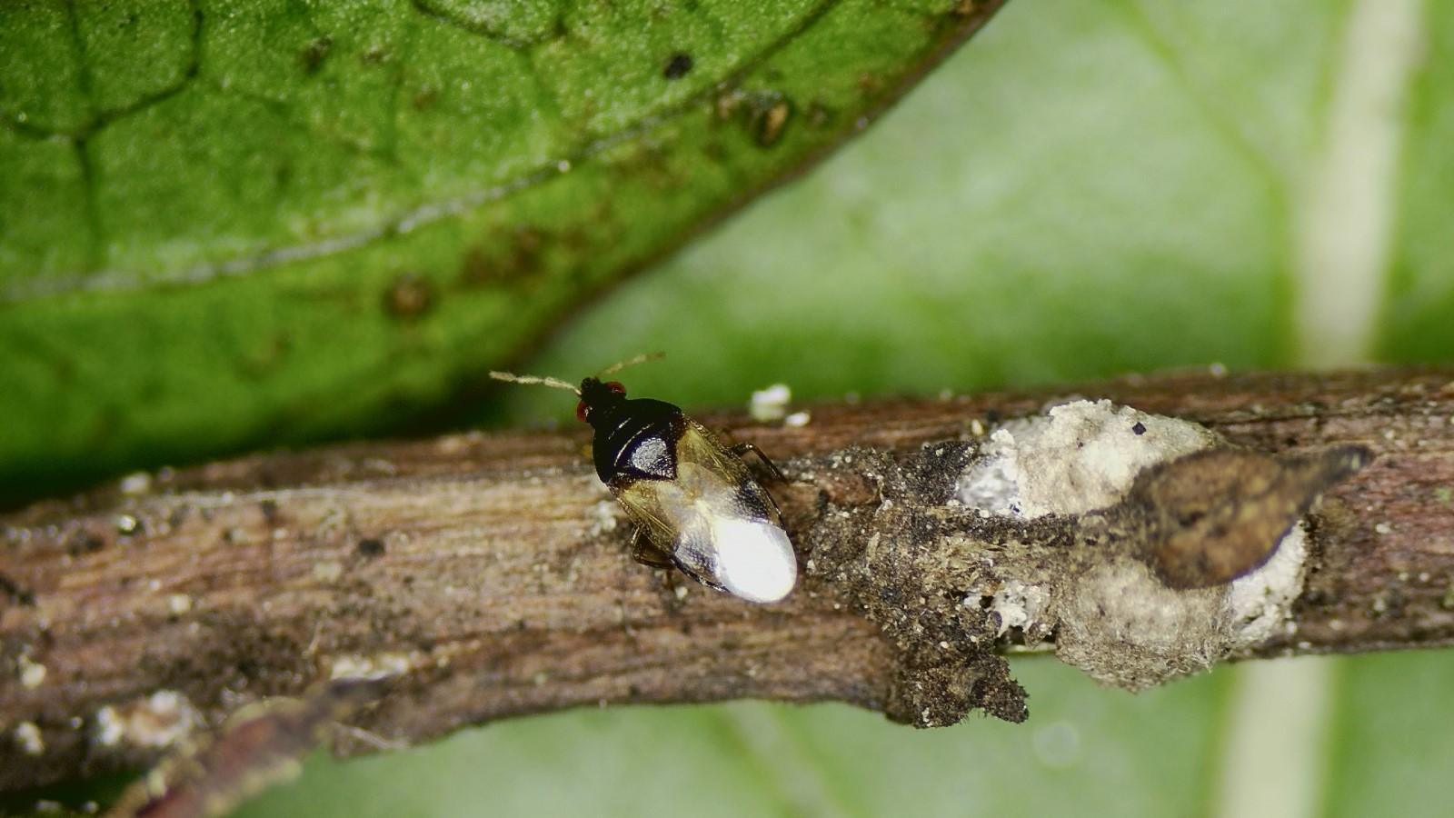 Adult minute pirate bug on a plant stem next to dead scale insects.