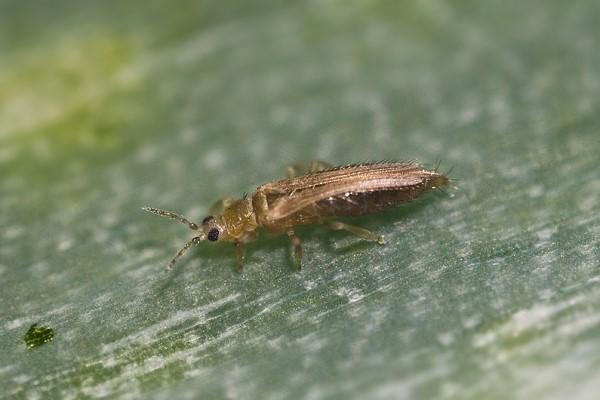 Single adult onion/tobacco thrips, magnified.