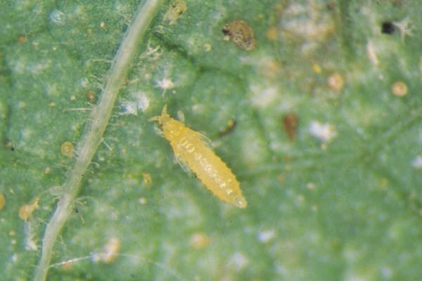 Single Western flower thrips nymph, magnified.
