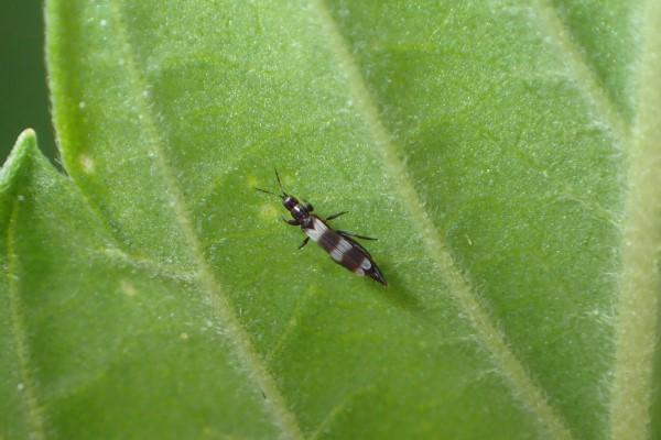Single adult banded thrips, magnified.