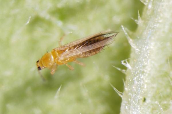 Single adult flower thrips