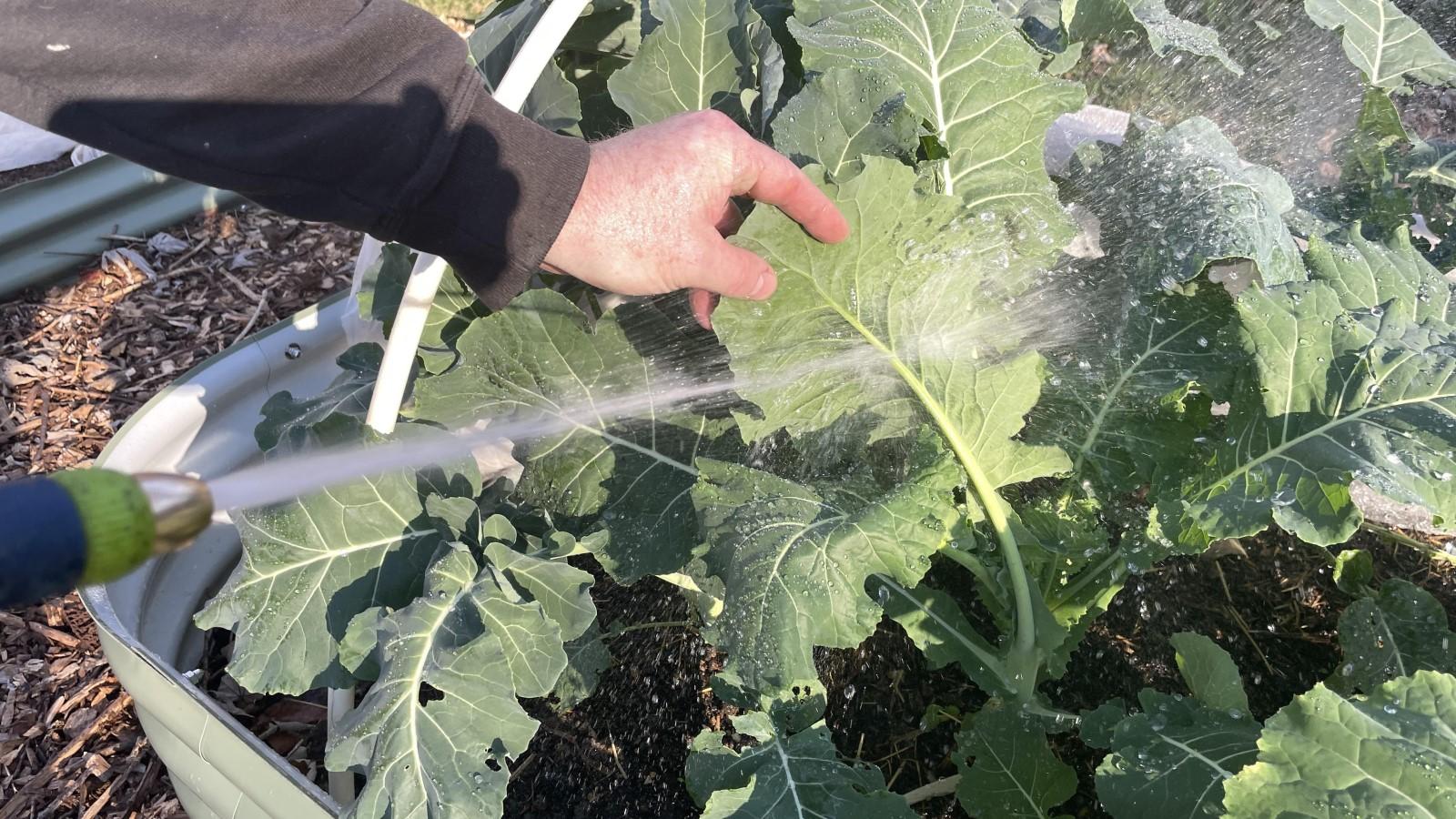 Strong water spray from a garden hose rinsing pests off the bottom of leaves.