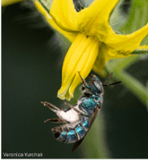Halictid bee visiting a tomato flower in Queenstown, MD. 