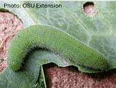 Imported Cabbageworm