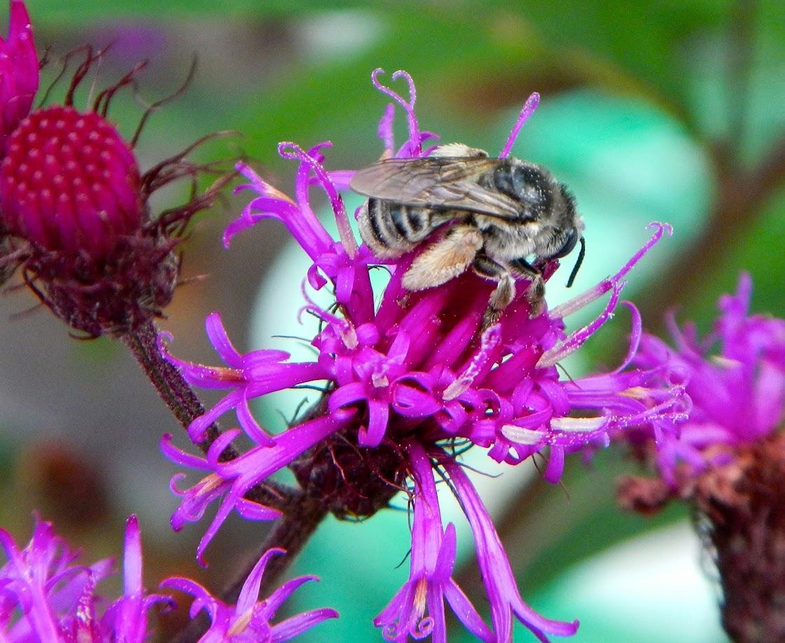 Longhorn bee on a New York ironweed flower.