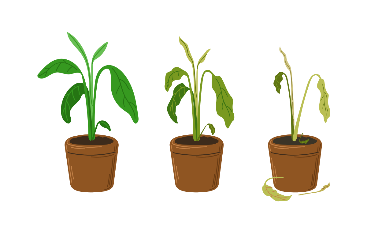Progressive plant decline with yellowing and wilting foliage.