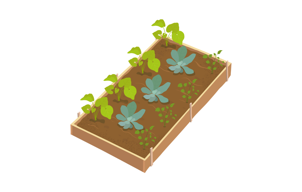 Vegetable rows in a raised bed garden.