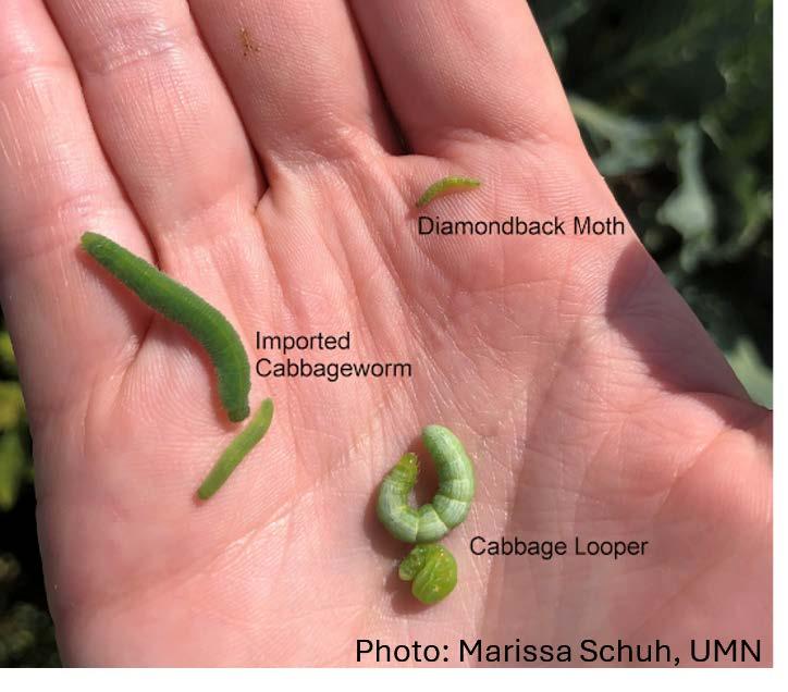 Size comparison of common brassica worms.