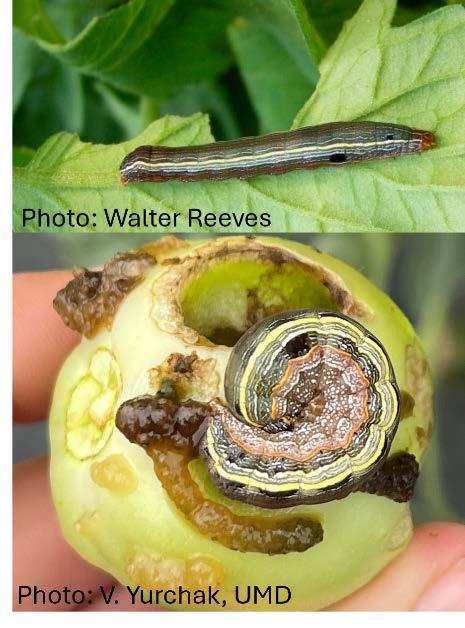 Yellow-striped armyworm caterpillar and associated tomato damage