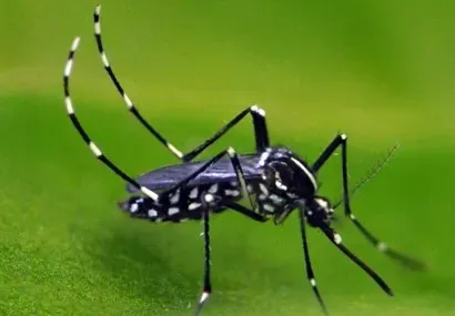 Adult Asian tiger mosquito
