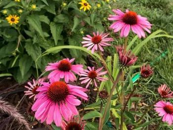 Coneflower Landscape