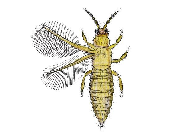 Drawing of an adult thrips body structure (with only the left pair of wings shown).