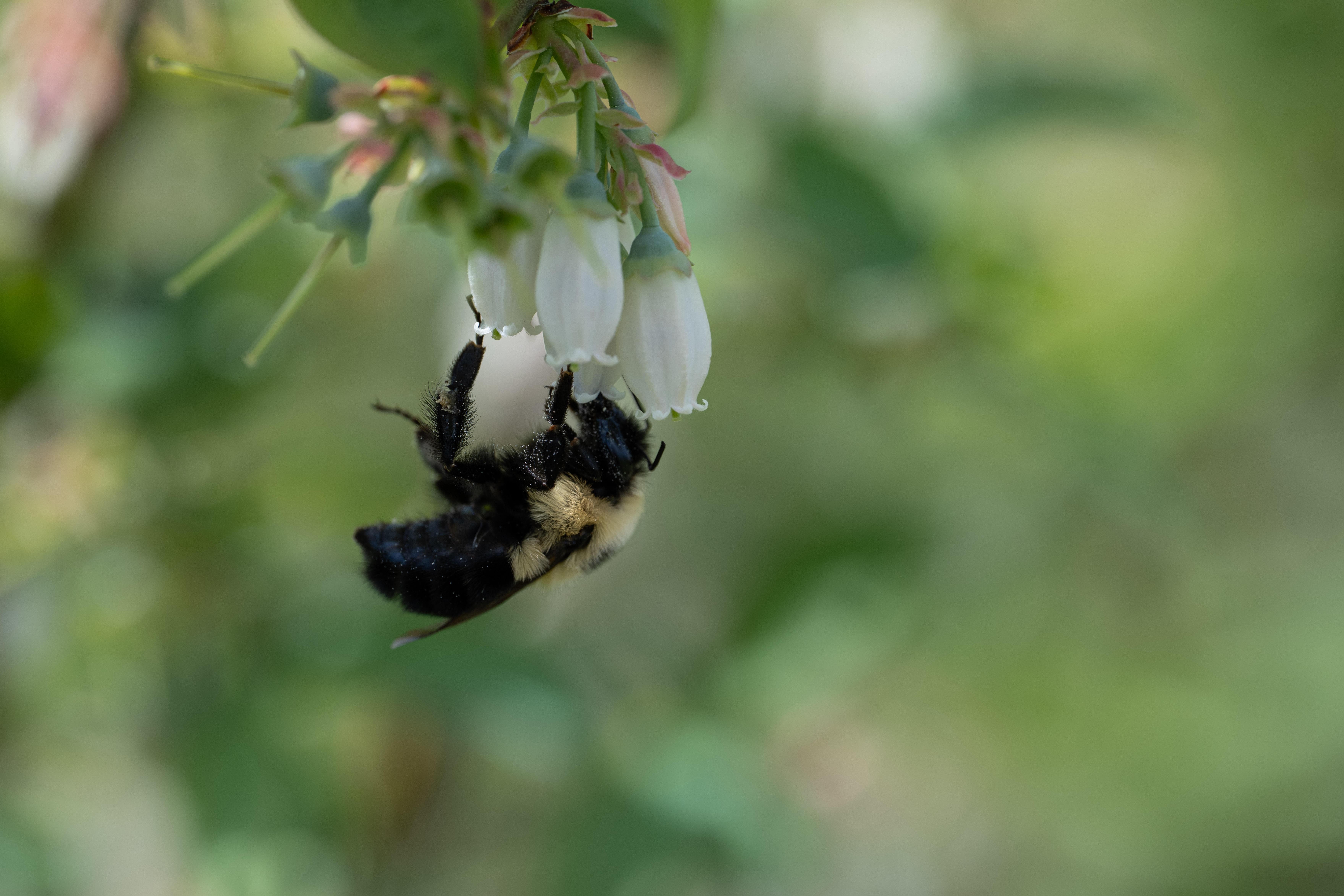Bee