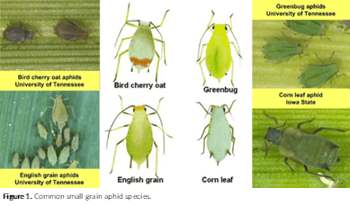 Comparison image of five aphid types: Bird cherry oat, Greenbug, Corn leaf, English grain, with close-ups on leaves. Labels from universities.