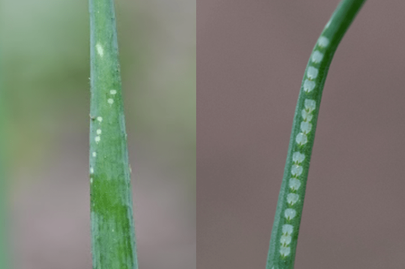 ALM oviposition marks on onion (left) and chives (right).