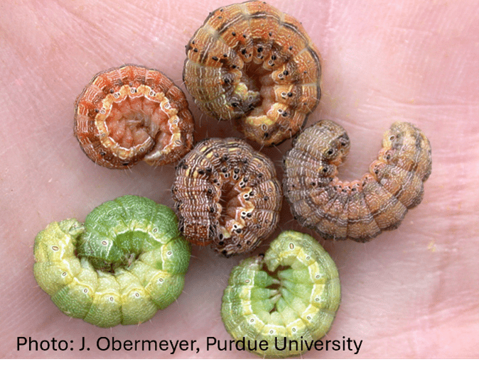 Seven corn earworm caterpillars of varying colors, including green and brown, are curled on a human palm.