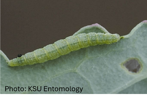 Diamondback moth caterpillar on brassica leaf. 