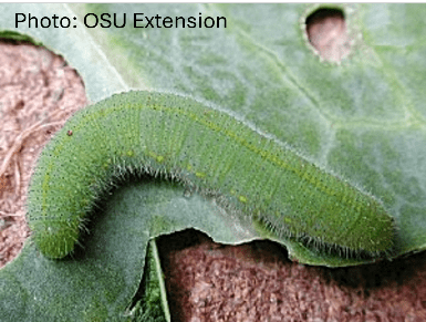 Imported cabbageworm caterpillar.