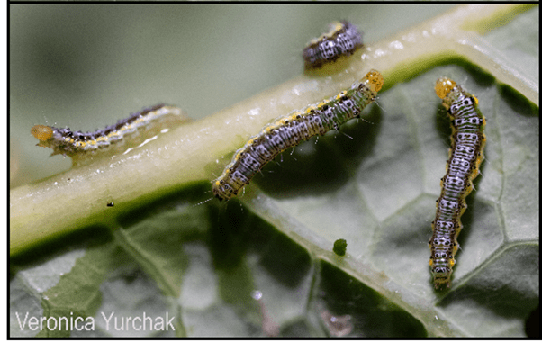 Close-up of four small  cross-striped cabbageworms caterpillars on a brassica (green) leaf. They appear to feed, showing detailed patterns on their bodies.