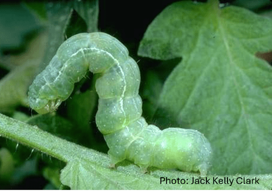Looper caterpillar on tomato plant.
