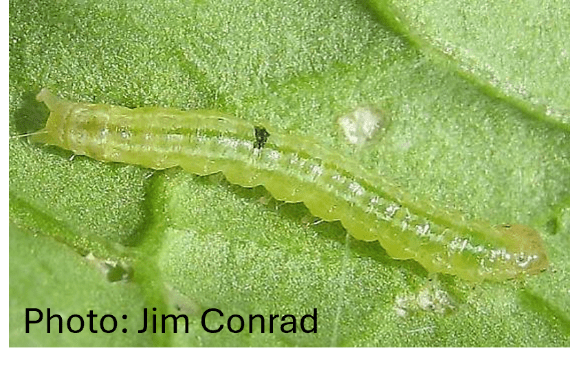 Close-up of a small green beet webworm crawling on a leaf, its translucent body showing segments.